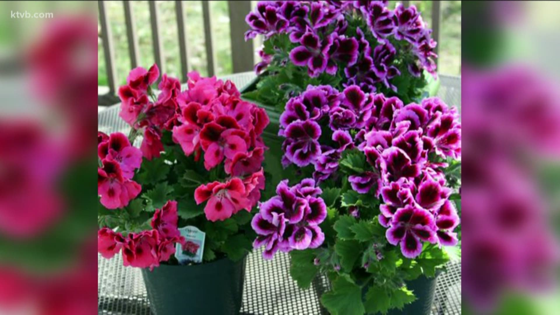 JIm Duthie tells that geraniums thrive in pots and containers making them a popular plant for any yard.