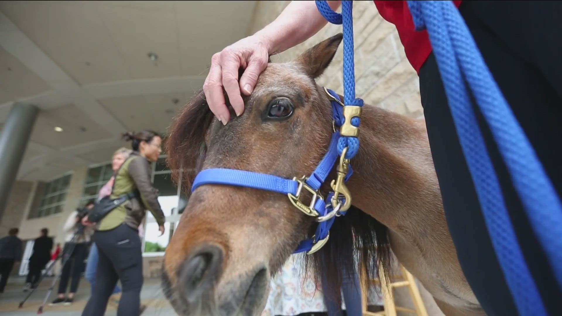 Mini Joys Inc. was founded by Laurie Bell in 2009. The nonprofit uses miniature horses to spread joy, comfort, and connection.