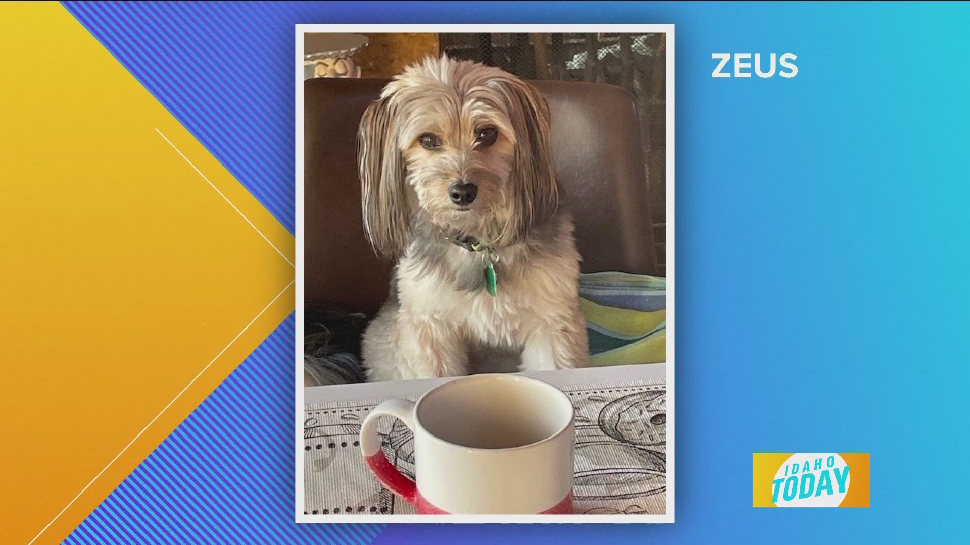 Pet Pics: Zeus enjoys his morning coffee