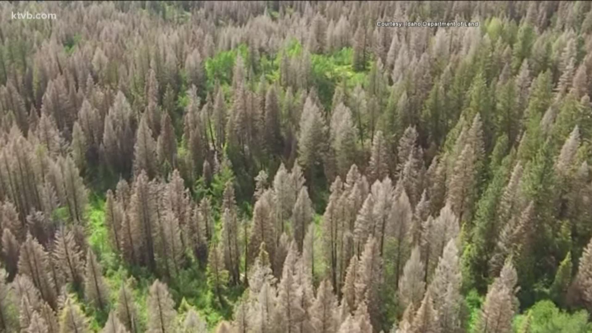 Nearly 1,000 acres of trees have died in central Idaho.