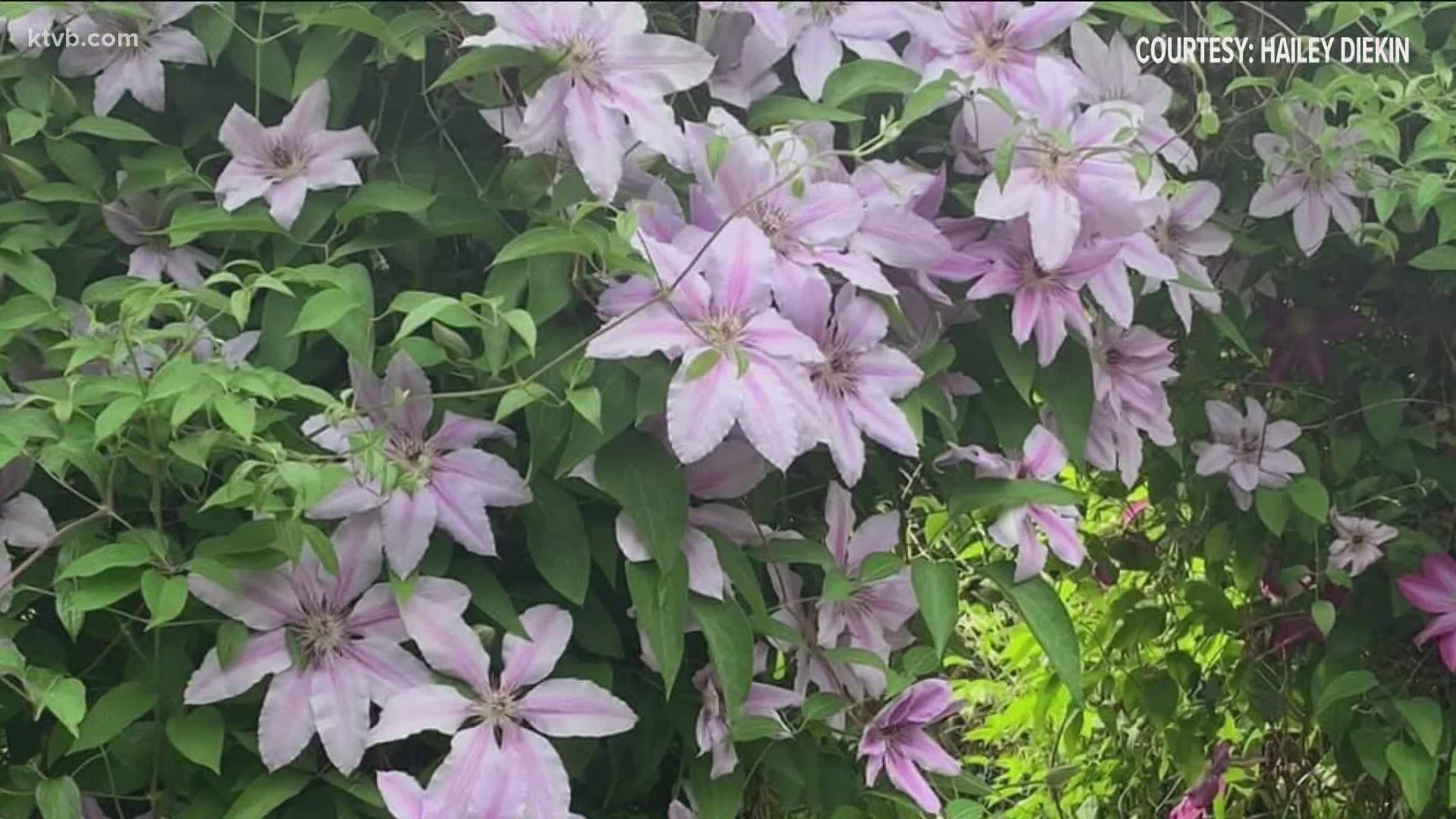 Spring is in full bloom as evidenced by all the beautiful flowers our viewers are sharing with us.