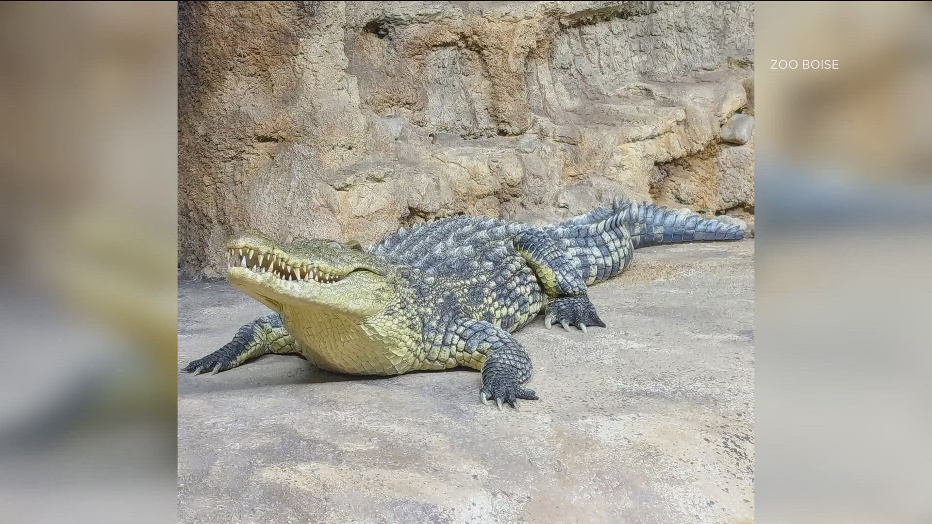 Ready to croc? The zoo snapped a toothy pic of Pandora, a Nile crocodile.