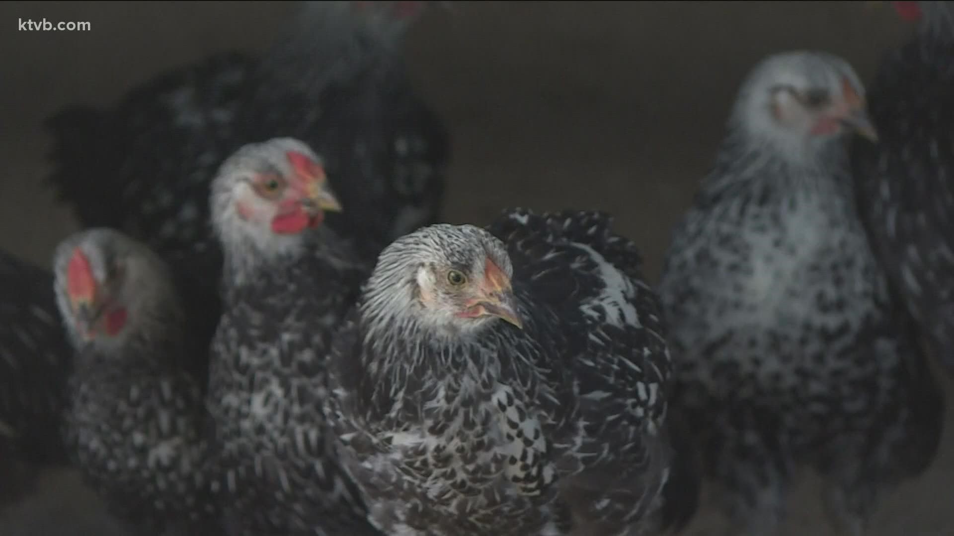Avian Flu Confirmed In Idaho Chicken Flocks 