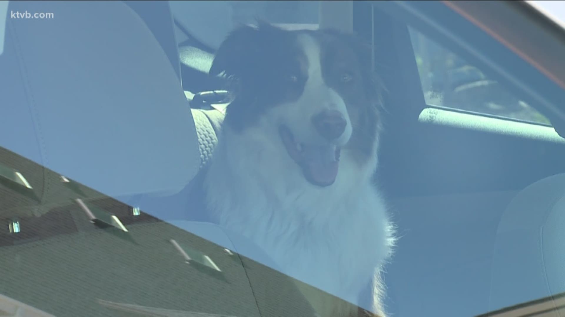 Leaving a pet in a hot car - even for a short time - can be dangerous.