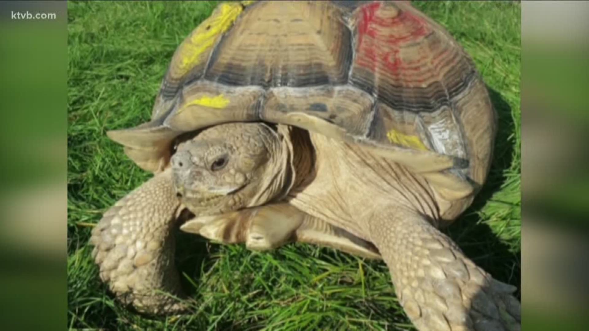 The tortoise disappeared from a fenced yard Monday.