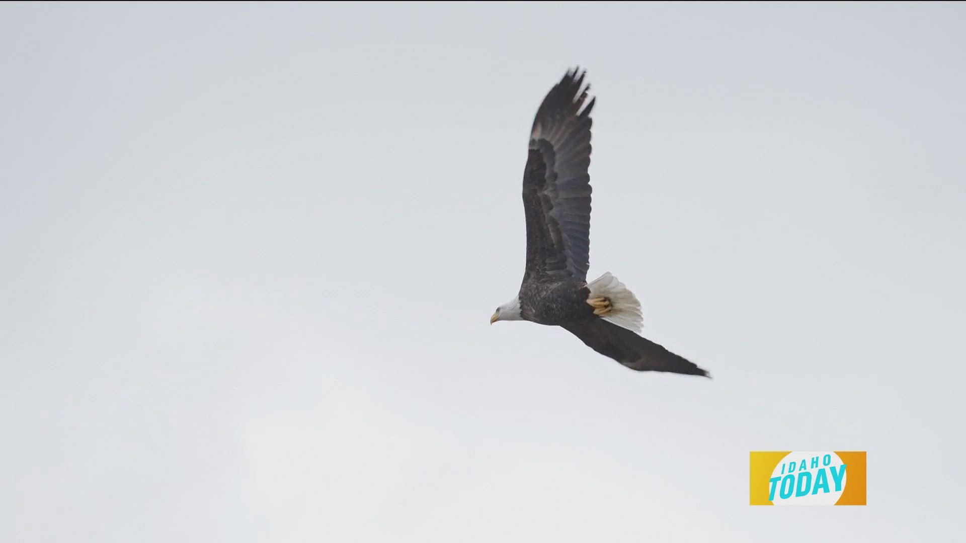 An up-close look at birds of prey in flight...REALLY up-close