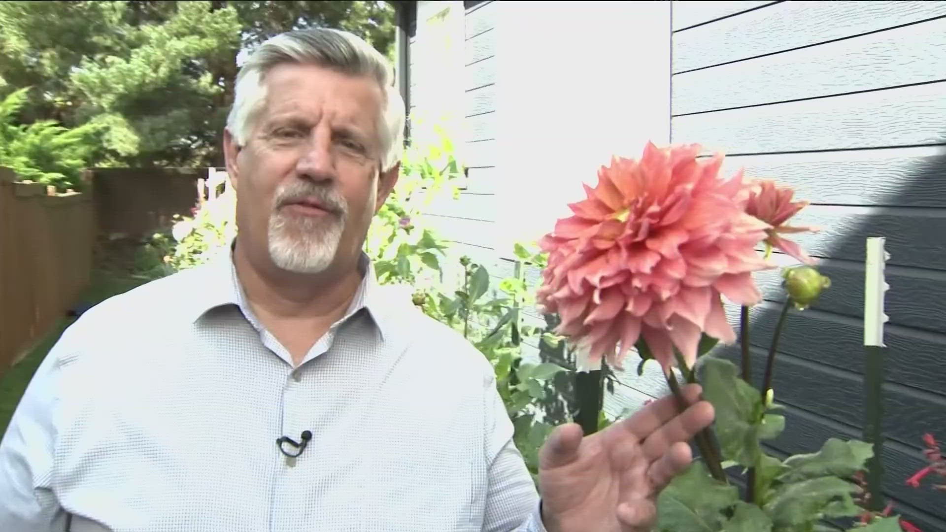 On this edition of You Can Grow It, Garden Master Jim Duthie showcases a Boise woman's dahlia garden and its variety of colors, sizes and shapes.