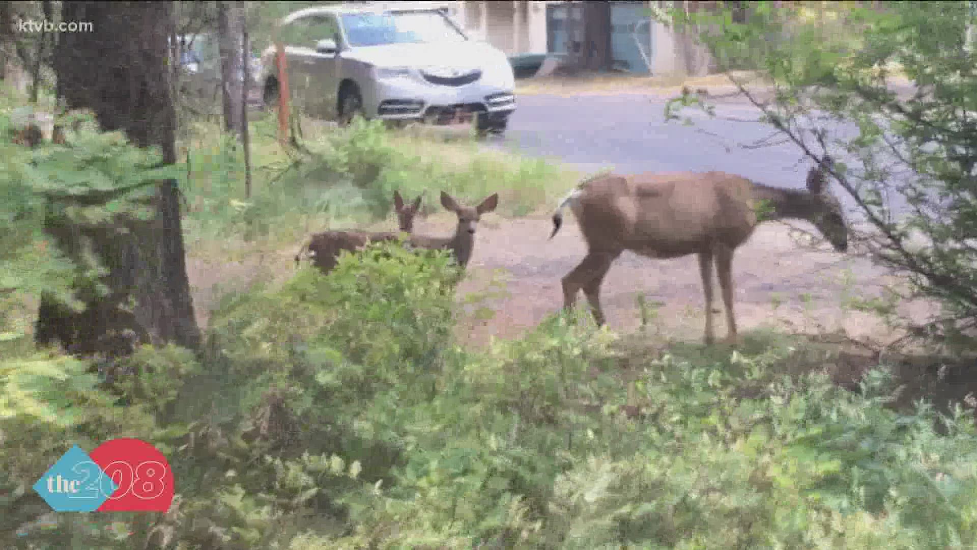 The City Council is considering an ordinance to ban the feeding of deer.