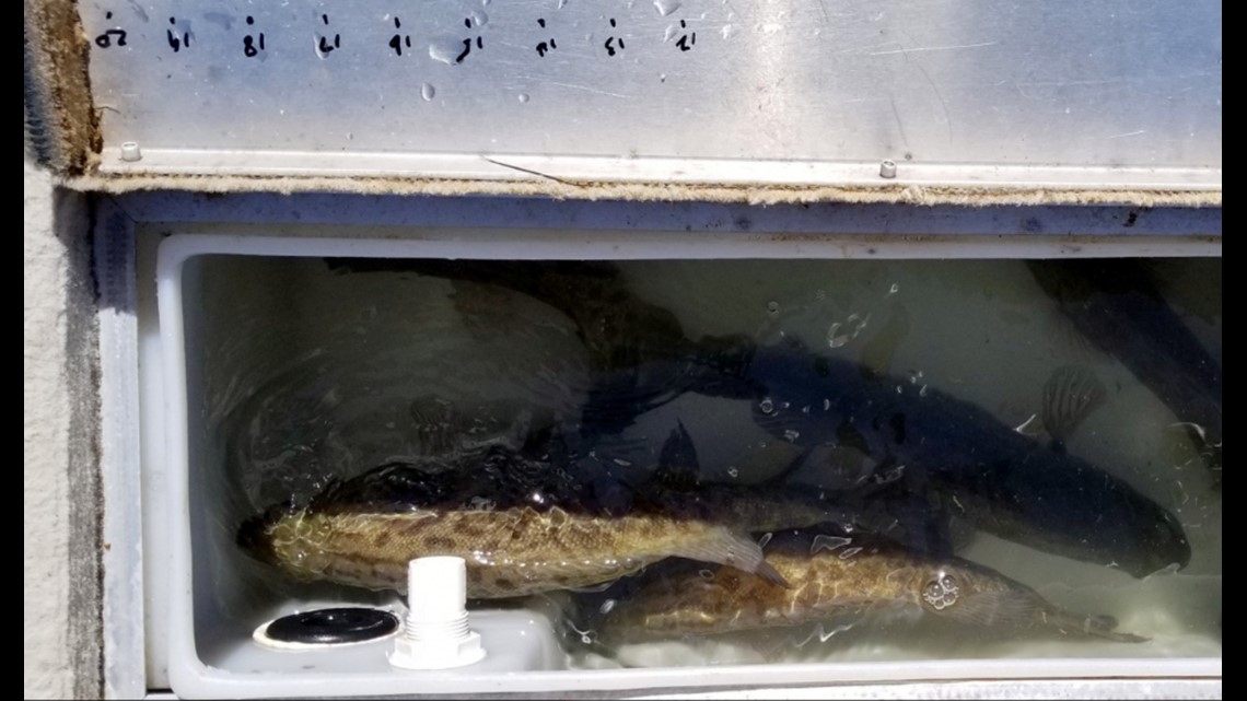 Idaho Fish and Game It's illegal to transport live fish