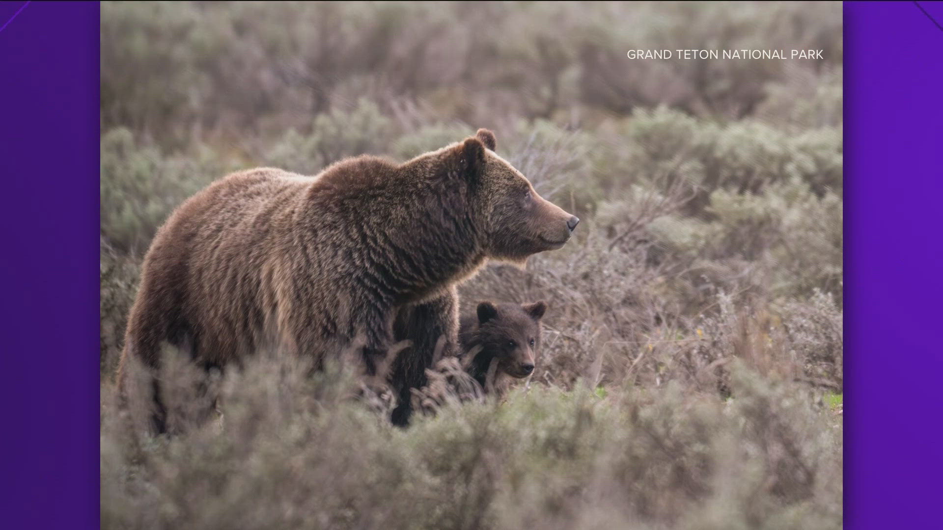 Grand Teton National Park released a statement on Wednesday announcing that the female grizzly bear known as number 399 had died. 