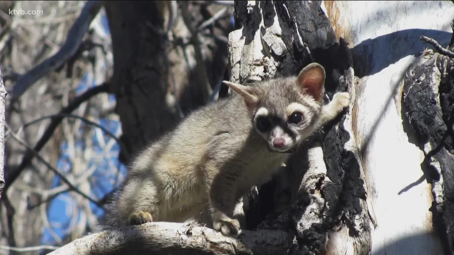 There have only been five confirmed sightings of ringtails in Idaho.