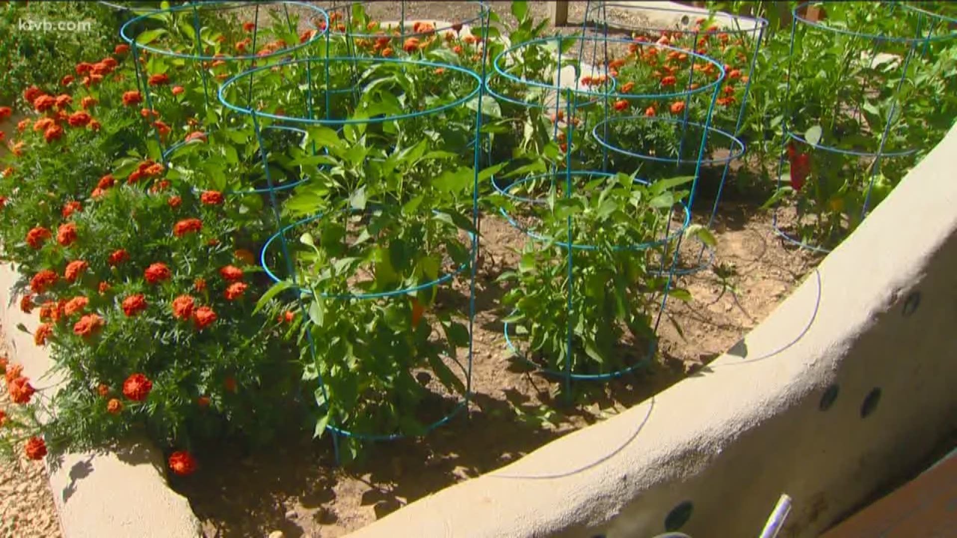 Meet Mike Craig, who grows enough food in his garden to feed his family for a year.