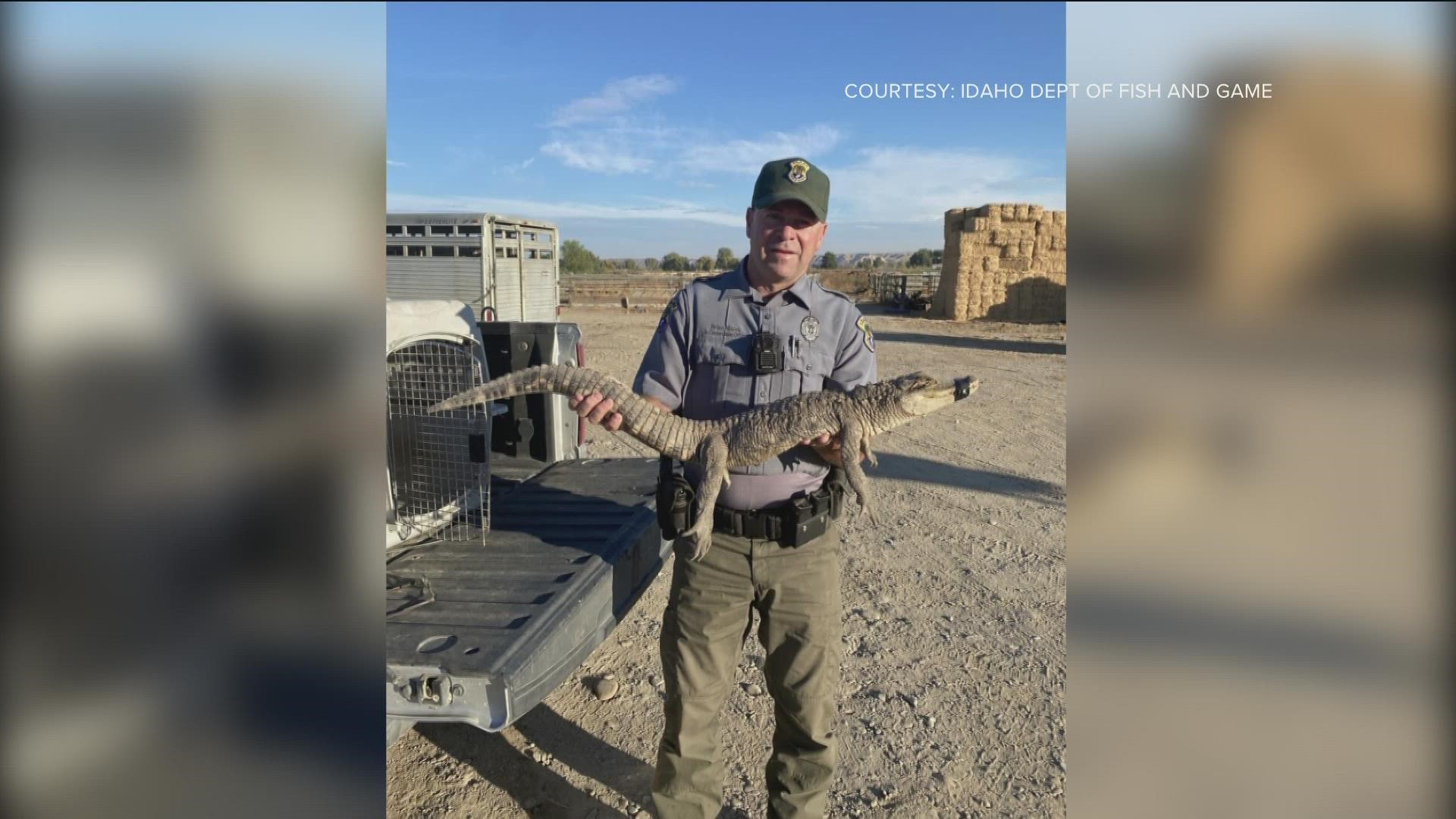 A New Plymouth resident out walking a dog around 8:30 p.m. on Thursday evening spotted something moving in the brush, and discovered a 3.5-foot-long alligator.