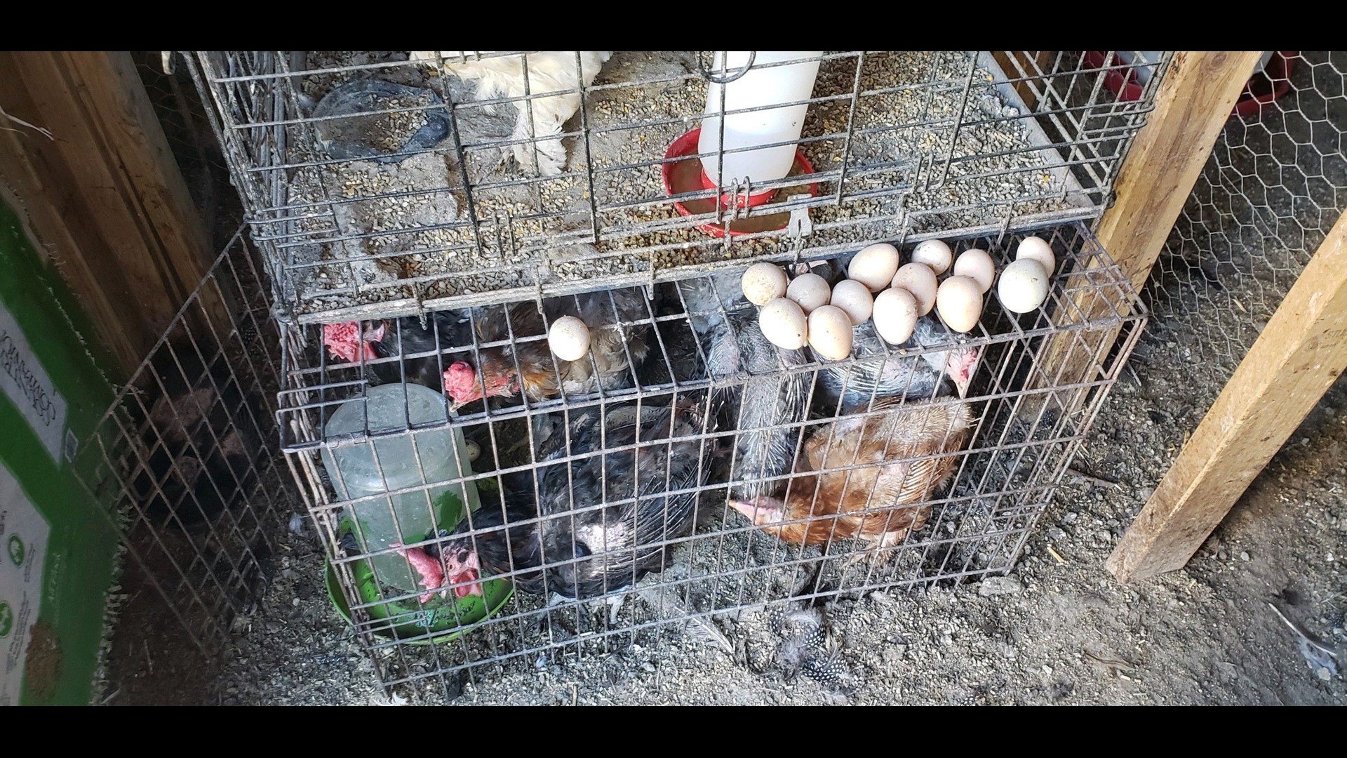 Hundreds of chickens, other animals taken from Weiser home | ktvb.com