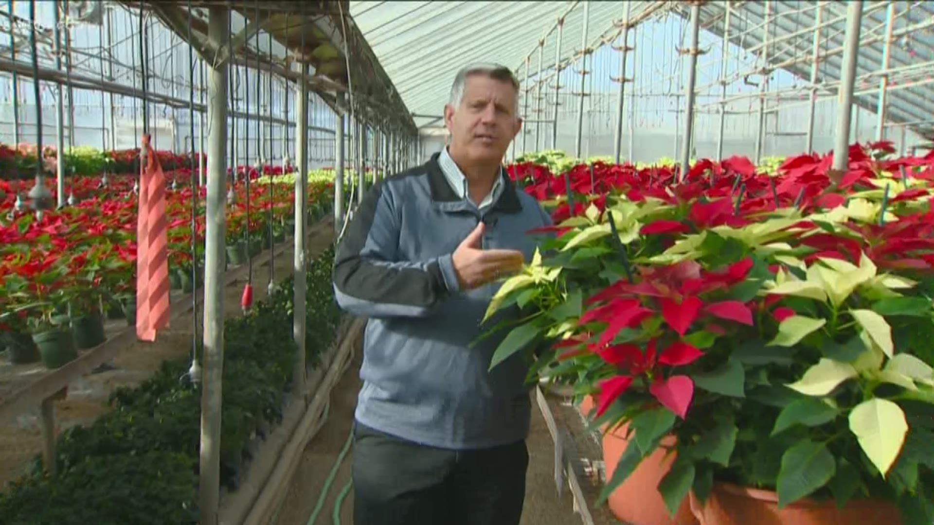 Garden master Jim Duthie has so much more on this holiday plant.