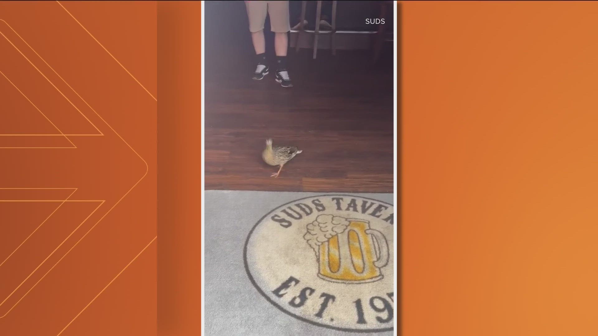 A duck walked into Suds Tavern in Boise, had some breakfast and went on her way.