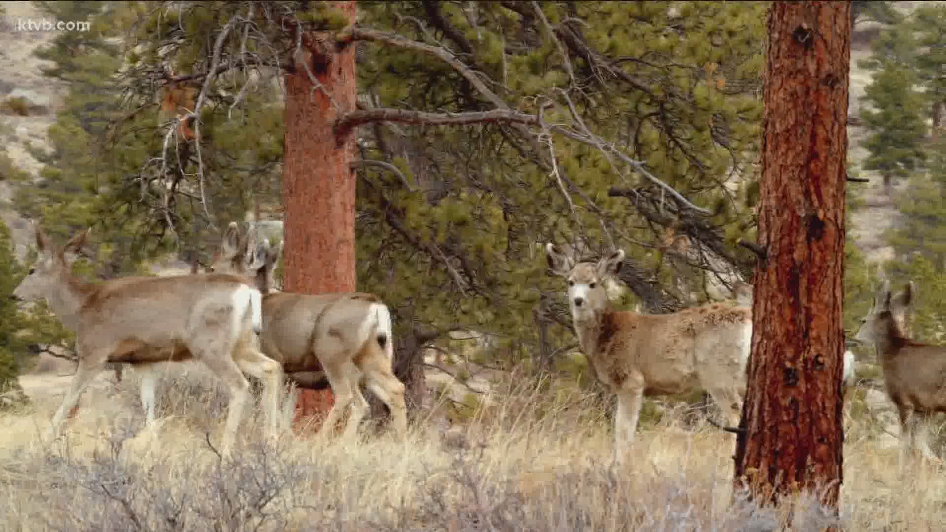 Some says wildlife is coming too close to town. The deer are attracting mountain lions, and that worries McCall's police chief.