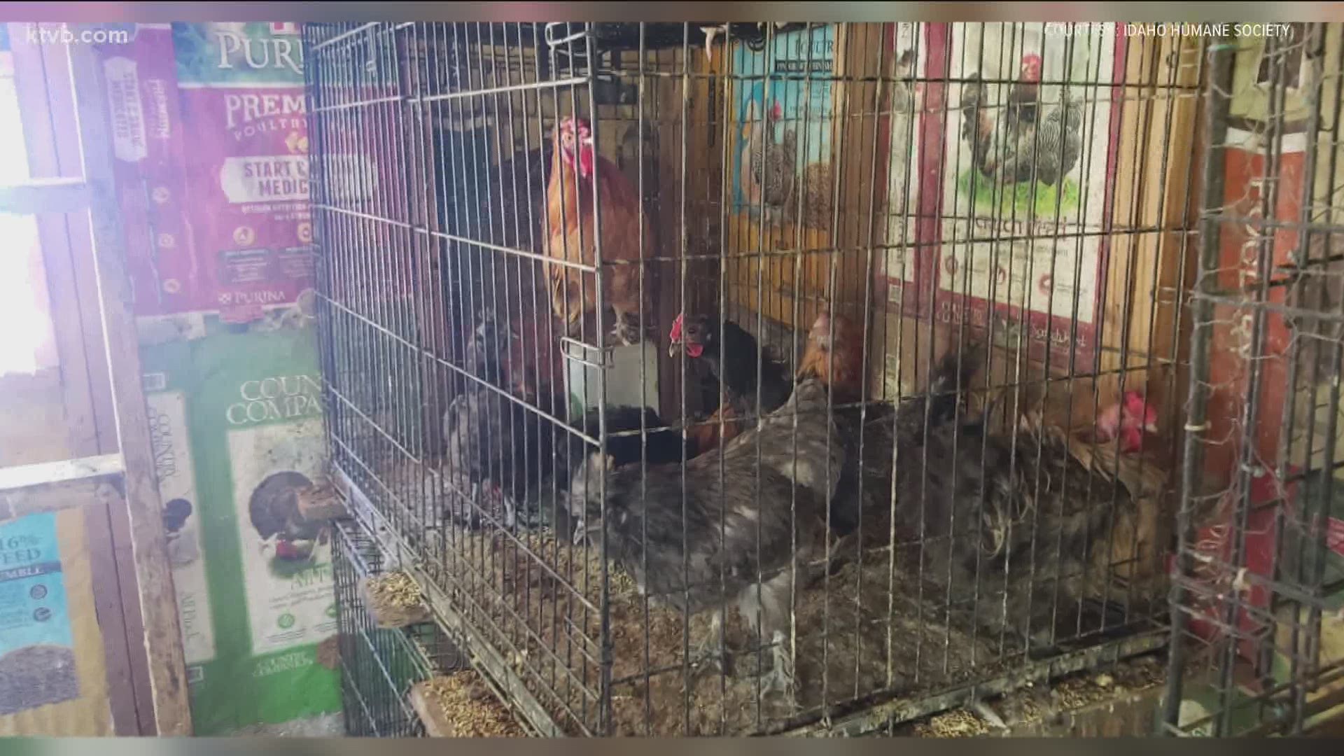 Authorities found many of the animals living in cages, while others roamed in and outside the residence.