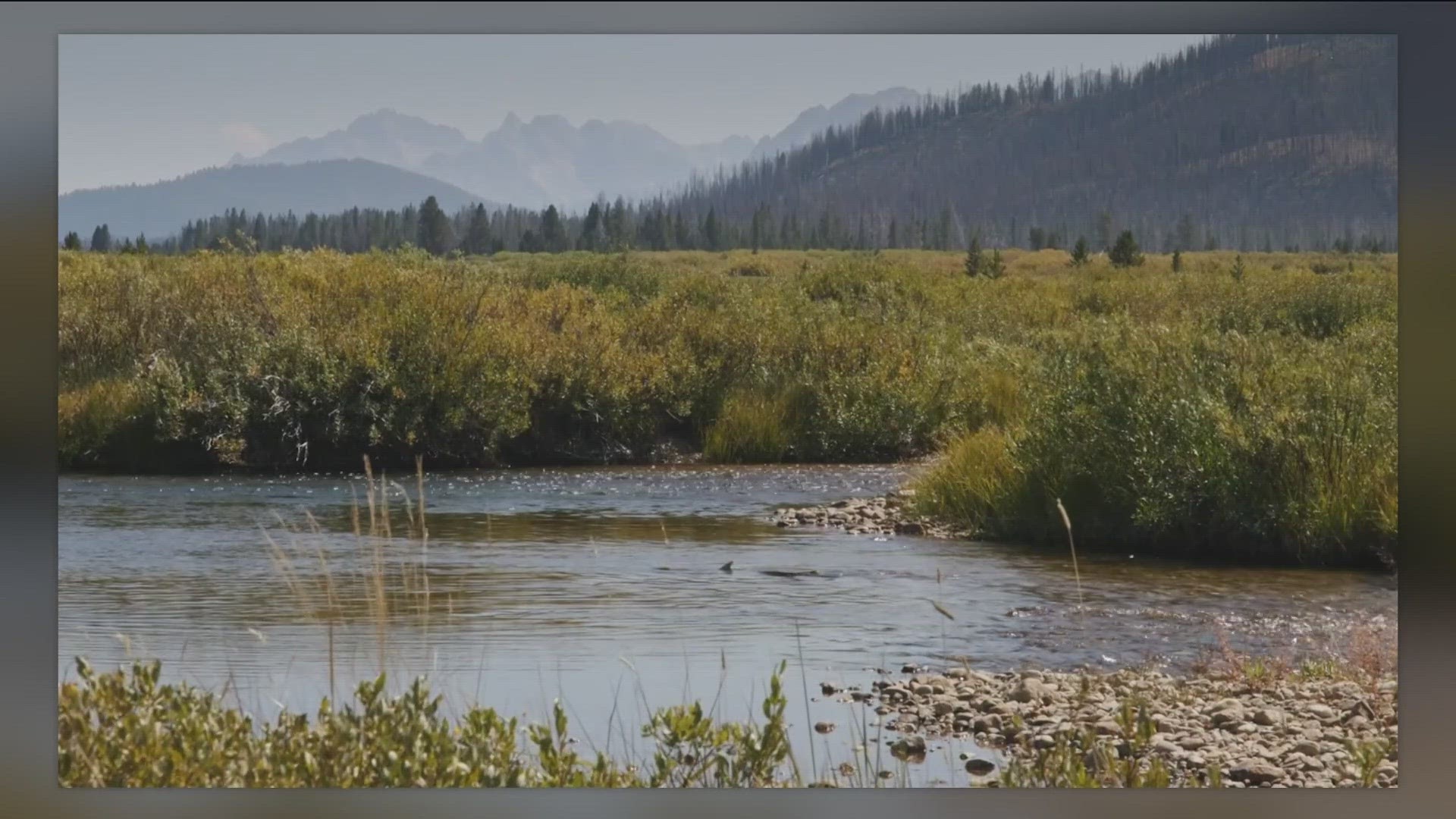 The tribe says dams don't let salmon return to the rivers. Salmon is important to the Nez Perce - "We are working every day to save the salmon."