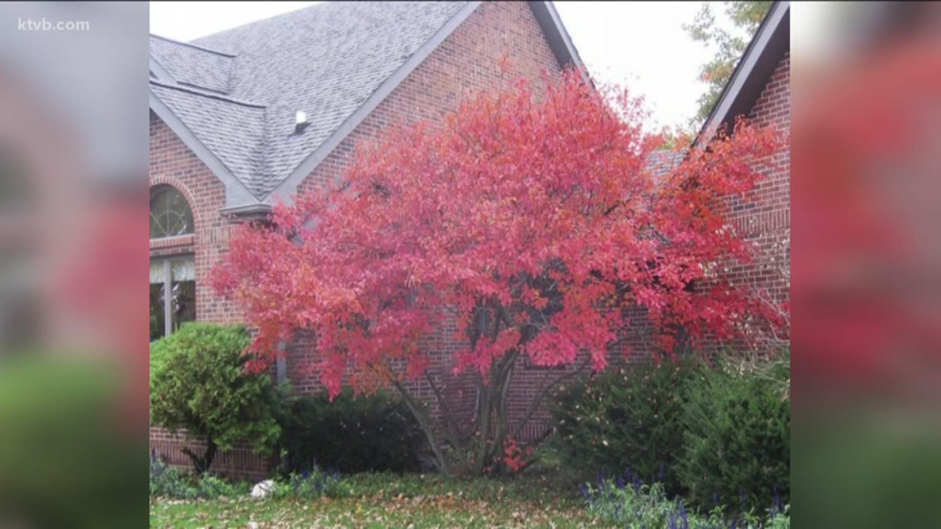 Jim Duthie takes us to Zamzows to learn which trees you should plant to get spectacular fall color.