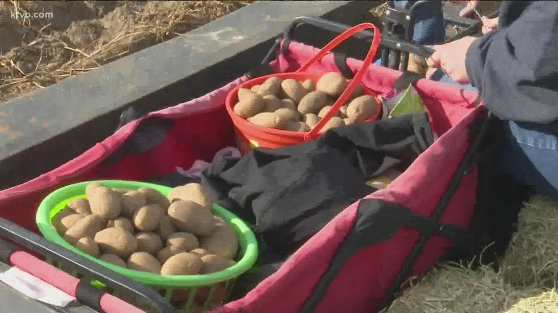 For $10, people can pick up as many potatoes as they can carry. Some may fill a basket while others may opt for a wagon. Whatever they gather, they get to keep.