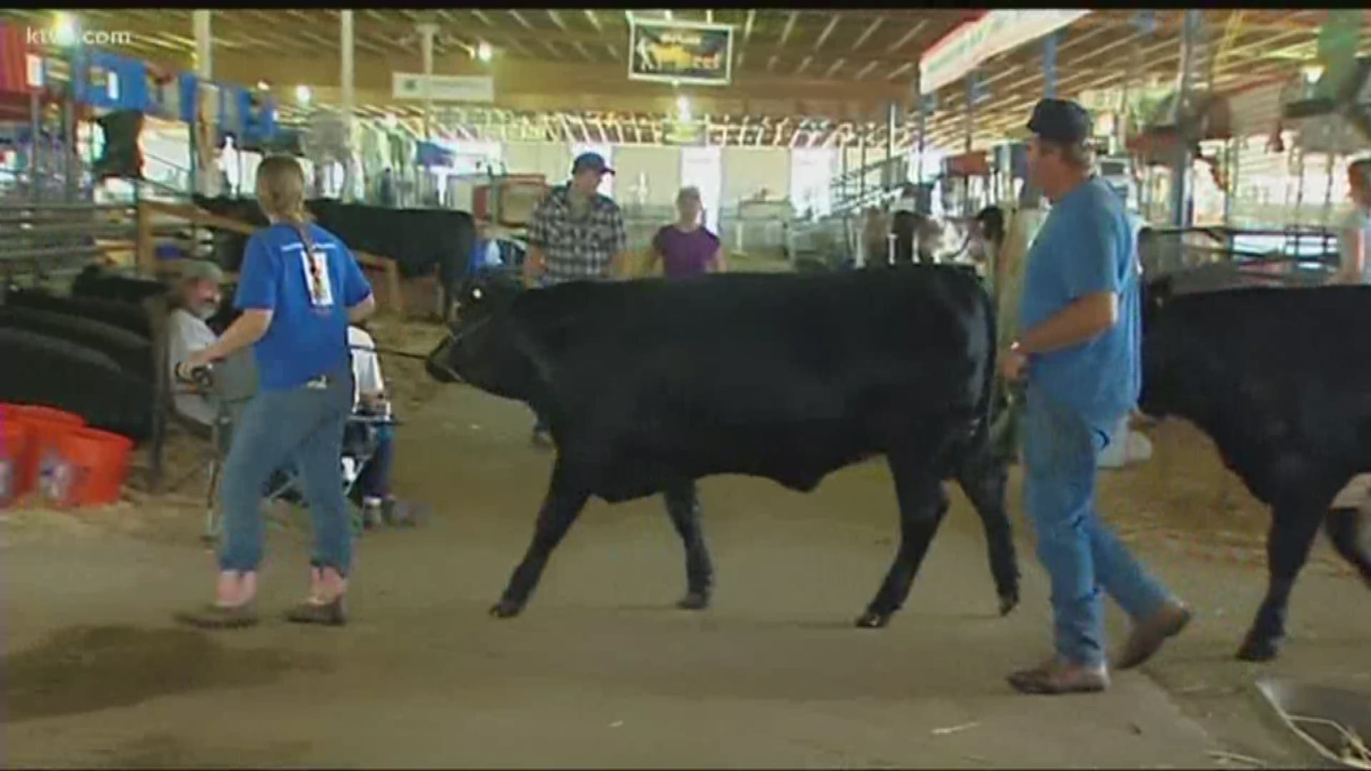 Fair organizers says that all livestock auctions will be done virtually.