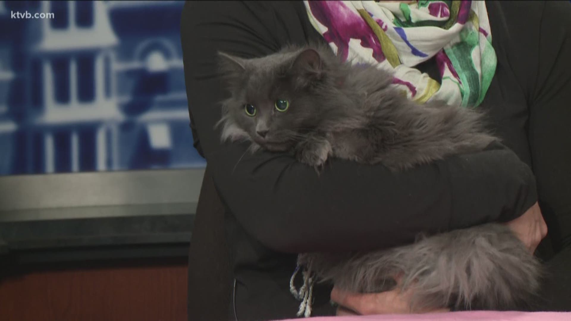 The Idaho Humane Society says Nikki should go to a home with no other pets.