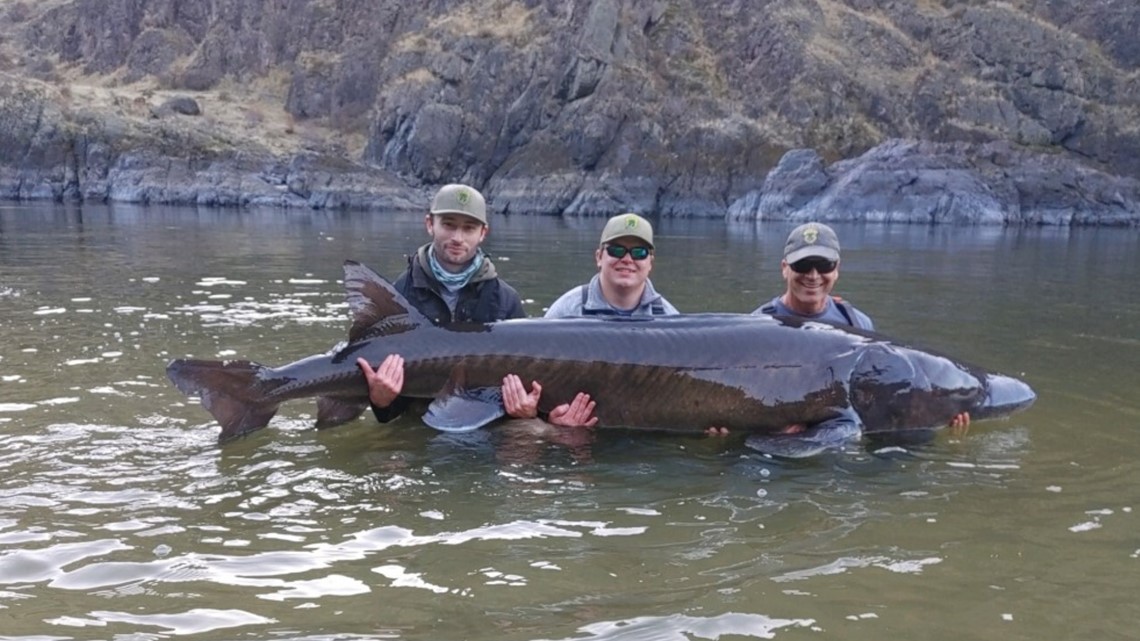An 'amazing week' for Idaho fish researchers in Hells Canyon