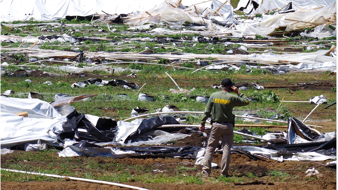 Police: Cartels in Oregon are switching up their pot-growing ops - Vimarsana News