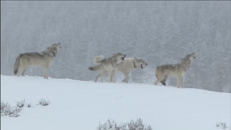 Idaho Fish and Game proposes new wolf management plan