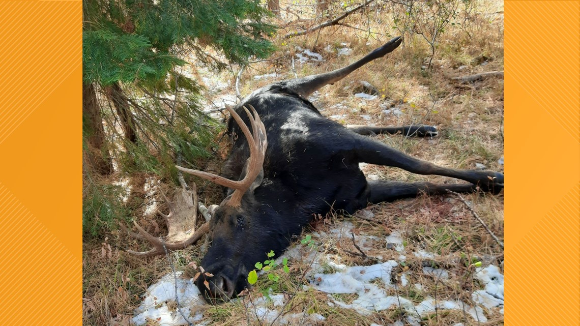 Idaho Fish and Game investigates bull moose killing - Vimarsana News