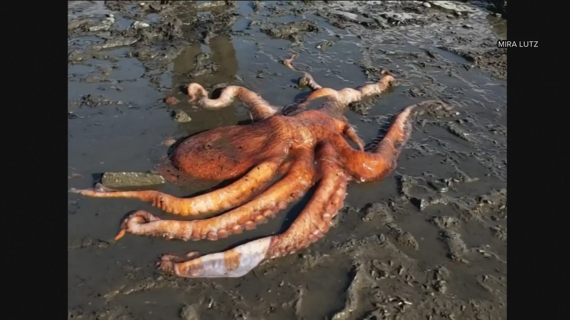 A little girl kept the octopus alive by pouring water on it with her sand bucket until officials arrived at Bay View State Park.