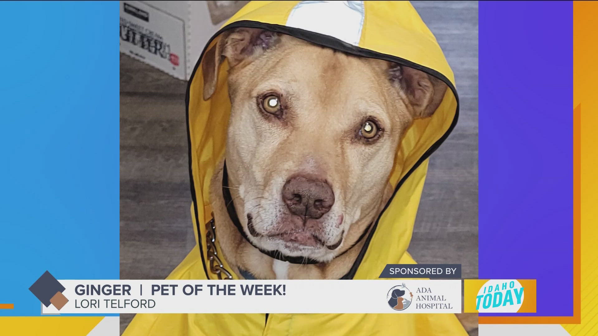 Ginger is ready for the rain and our Pet of the Week