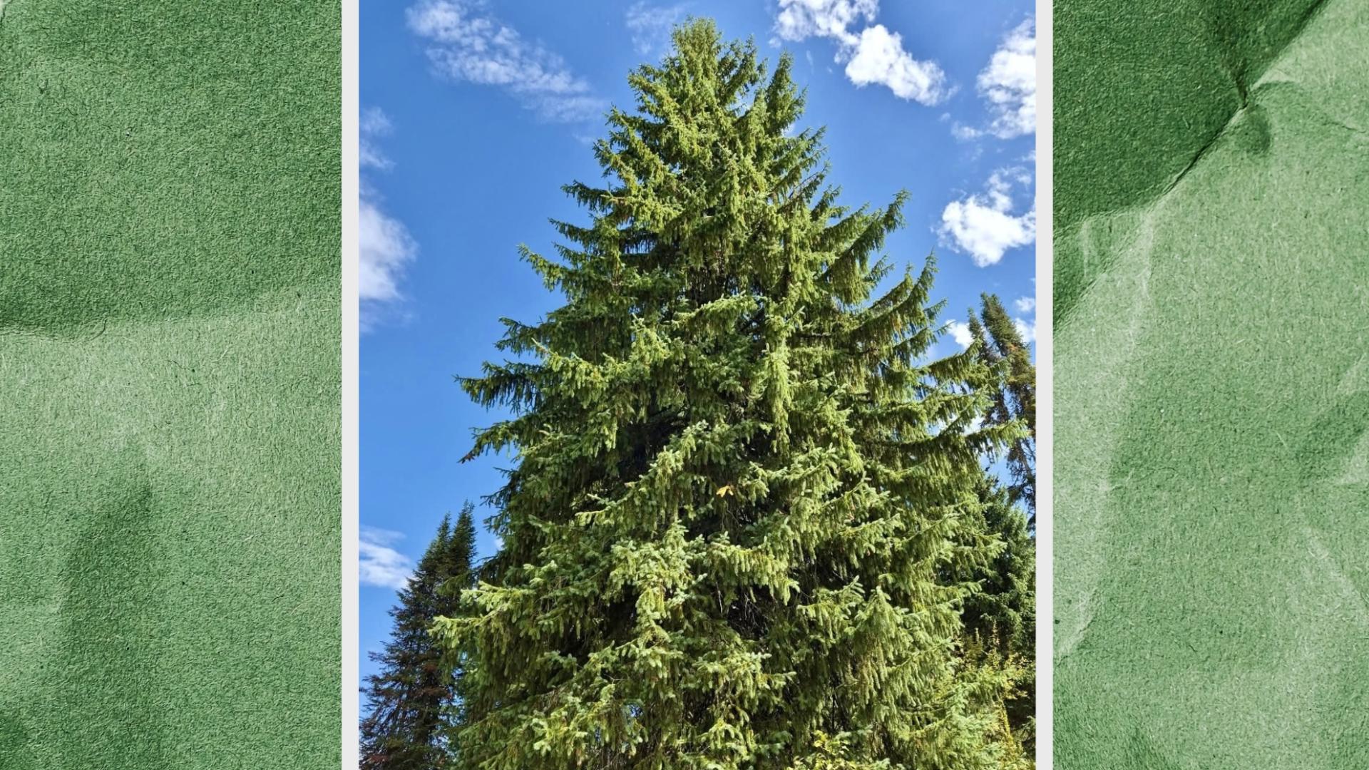 Here's how you can catch the U.S. Capitol Christmas Tree on its journey ...
