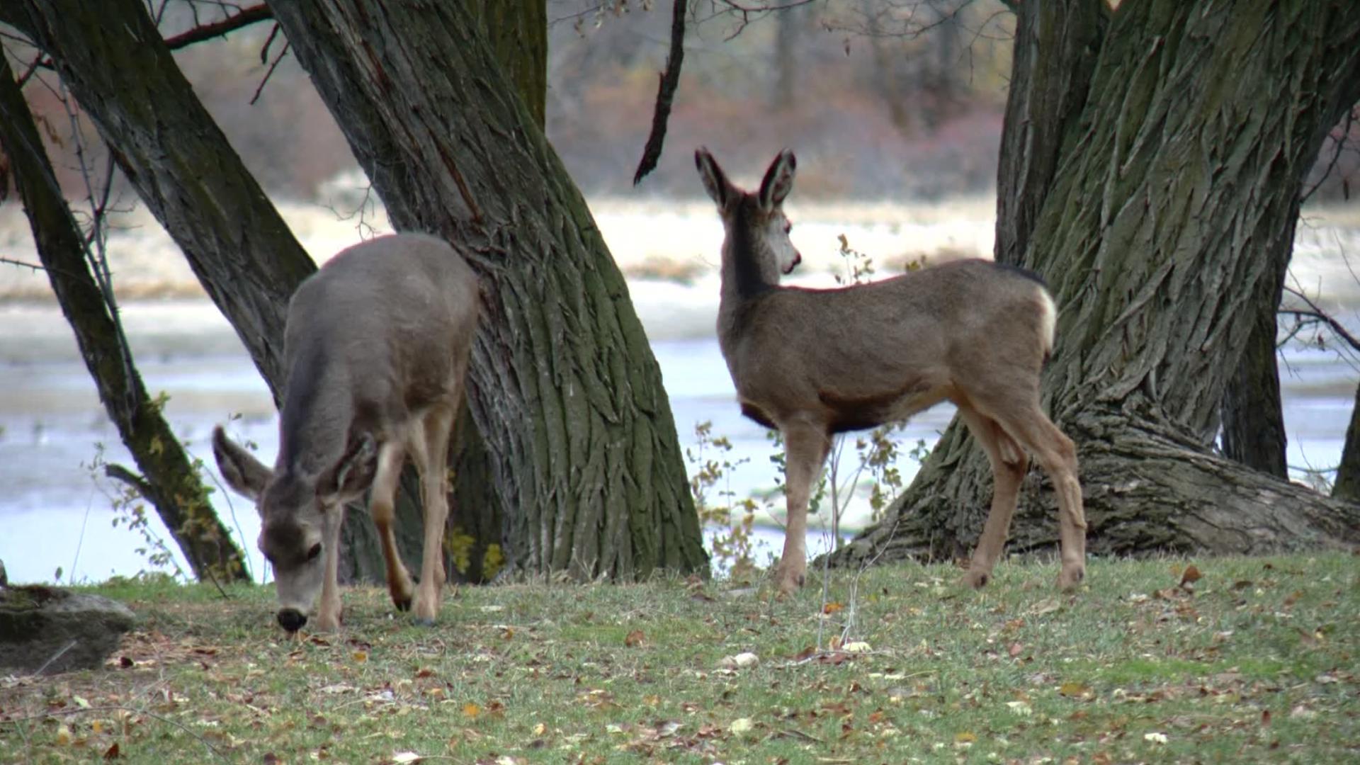 7-day-and-hourly-weather-forecast-boise-idaho-ktvb