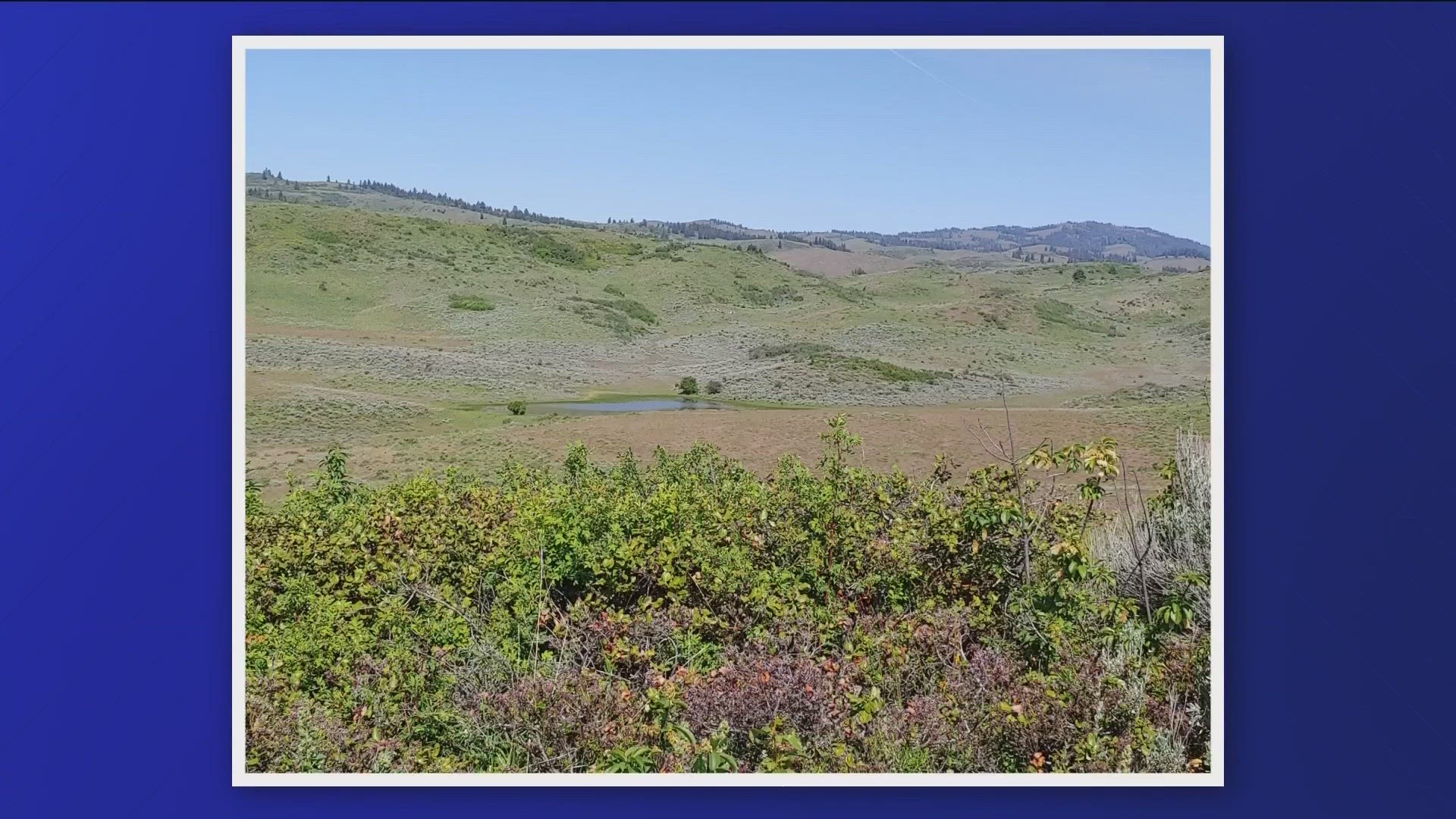The Bureau of Land Management announced it purchased 390 acres of land near Midvale to preserve critical habitat protection for Columbian sharp-tailed grouse.