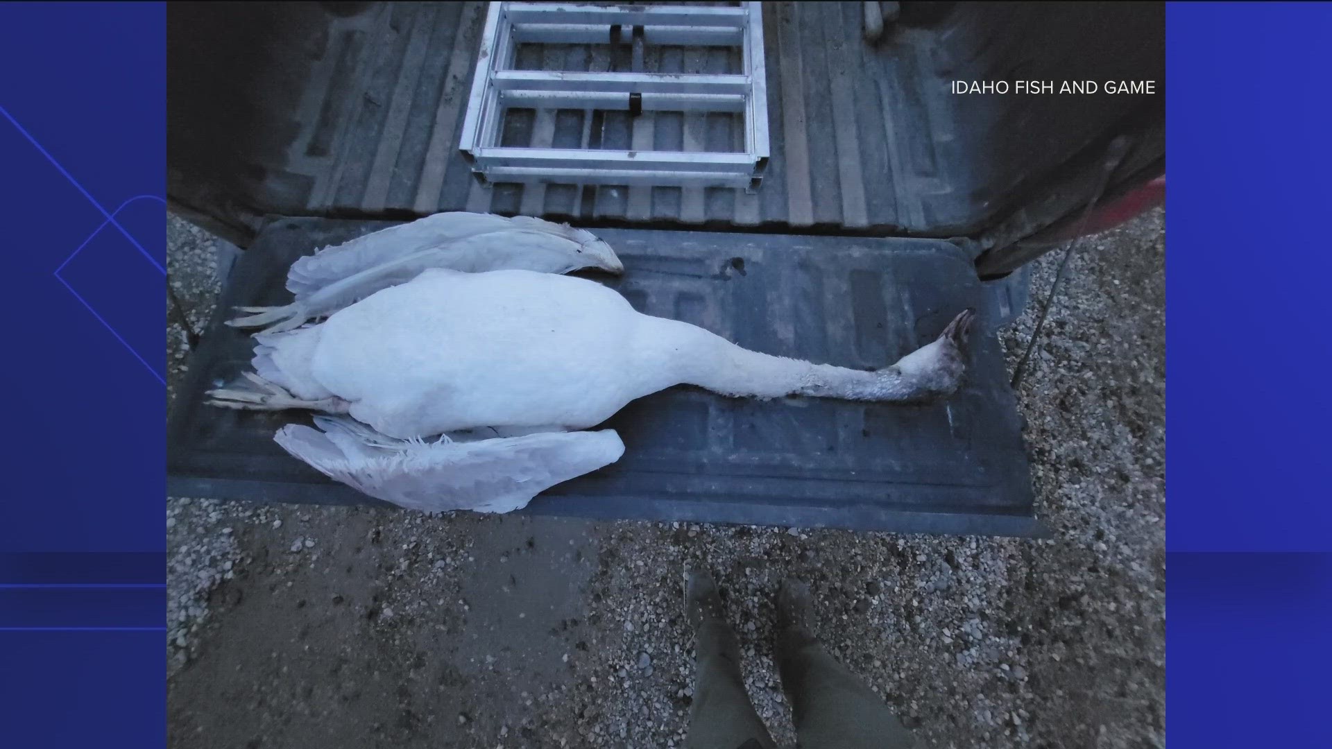 Idaho Fish and Game officers believe the juvenile swan was shot sometime between Nov. 4 and Nov. 8. It was found in the Payette River Wildlife Management Area.