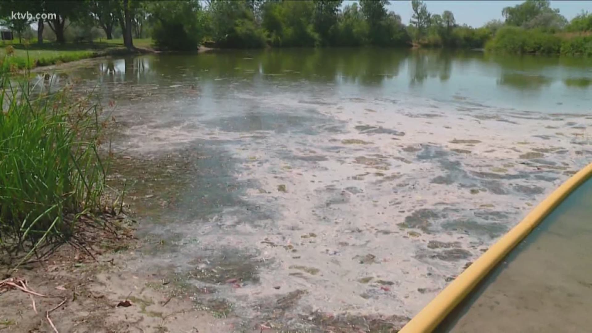 According to the Idaho Department of Environmental Quality, seven local reservoirs have tested positive for some form of cyanobacteria toxin this summer.