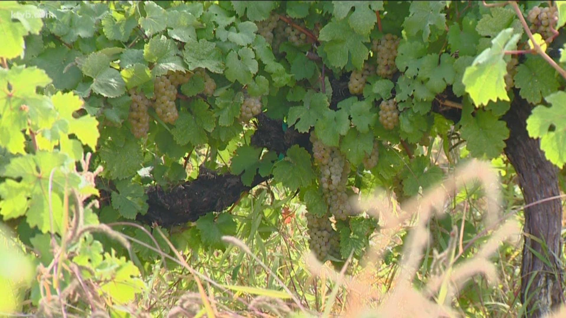 We are in the middle of harvest 
for Idaho wineries. So how is this year's crop faring?
