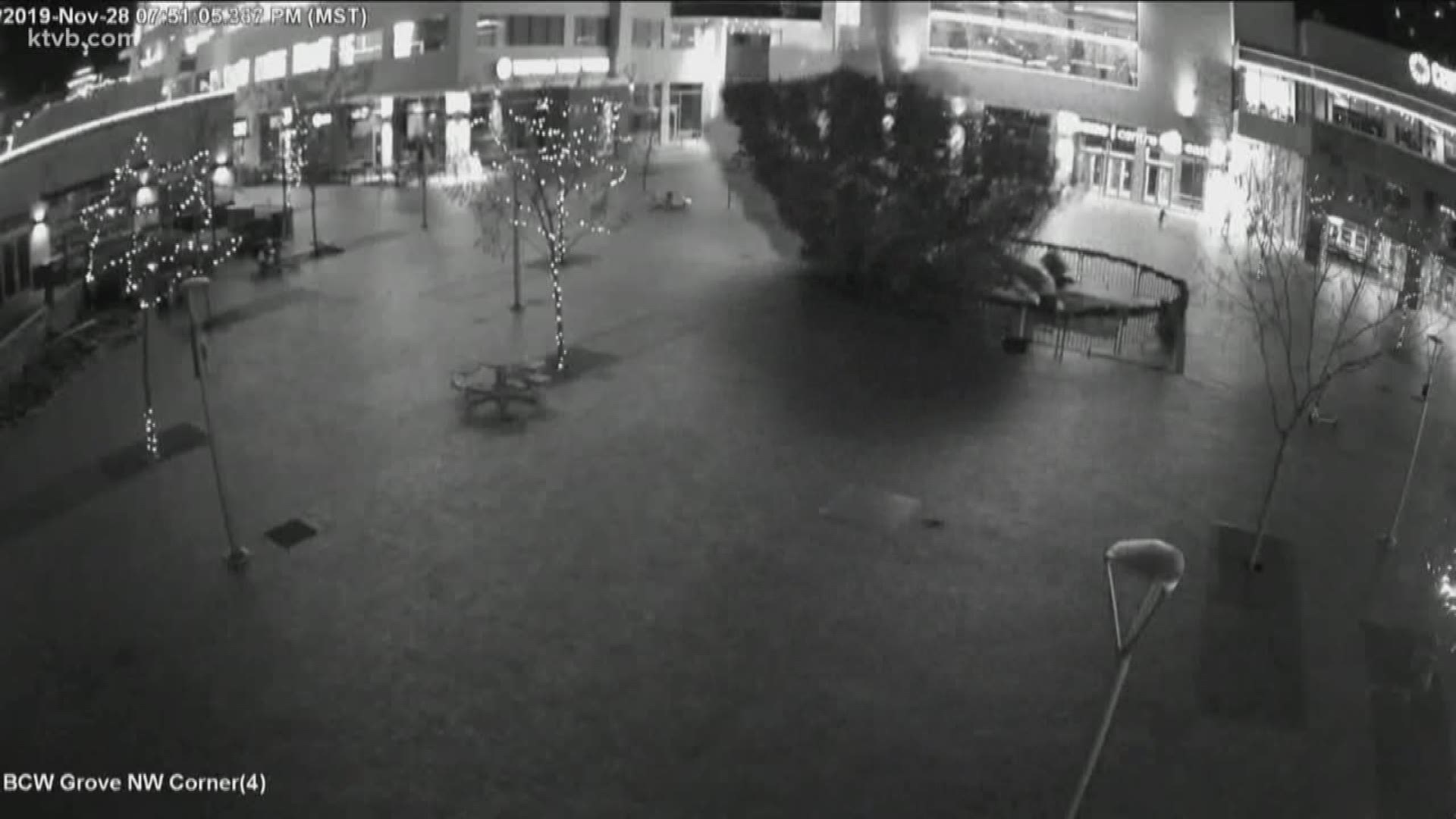New security video shows the tree toppling. But does it answer the question about why the tree fell to the ground?