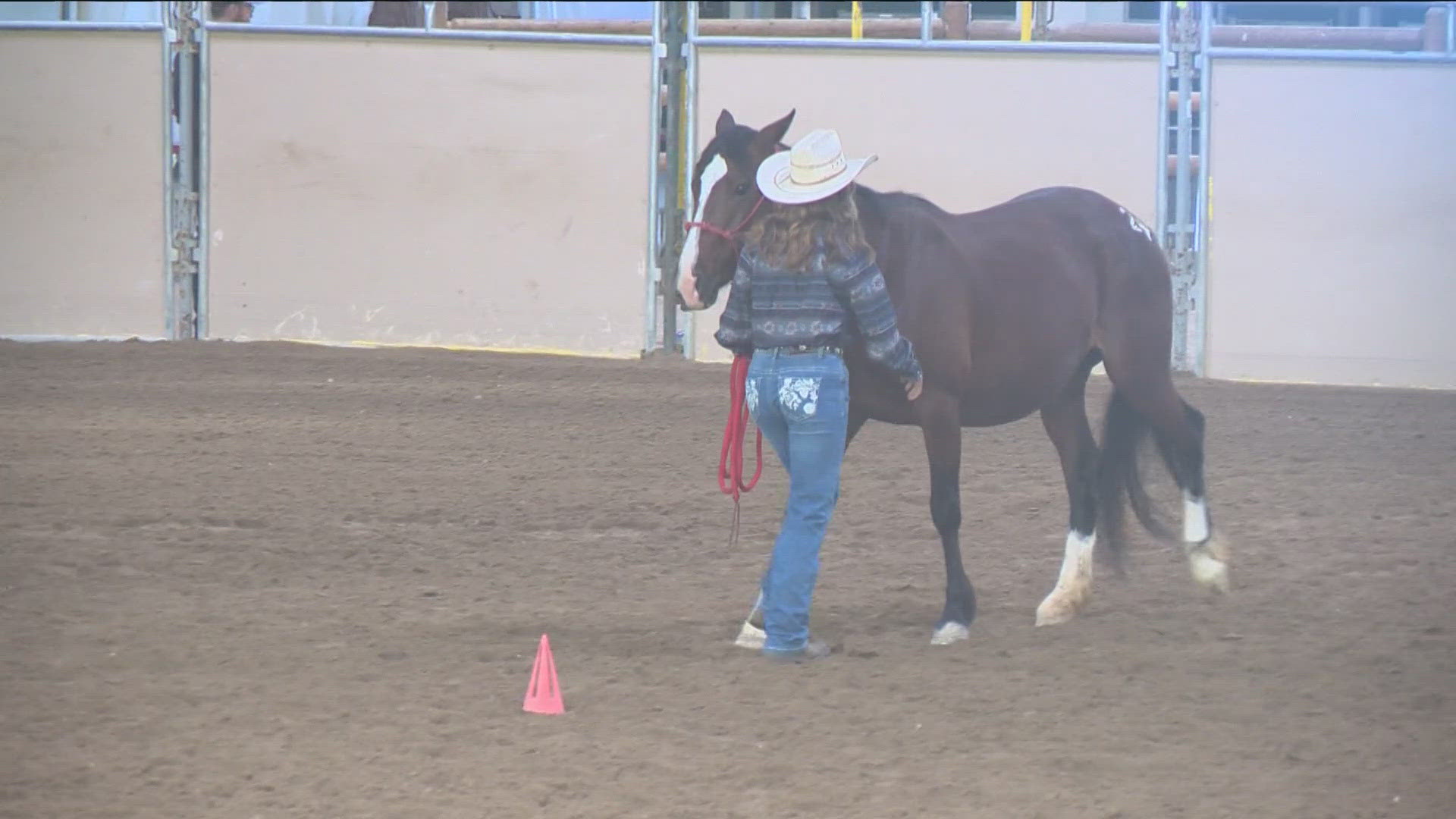 Formerly wild horses and burros were trained for competition.