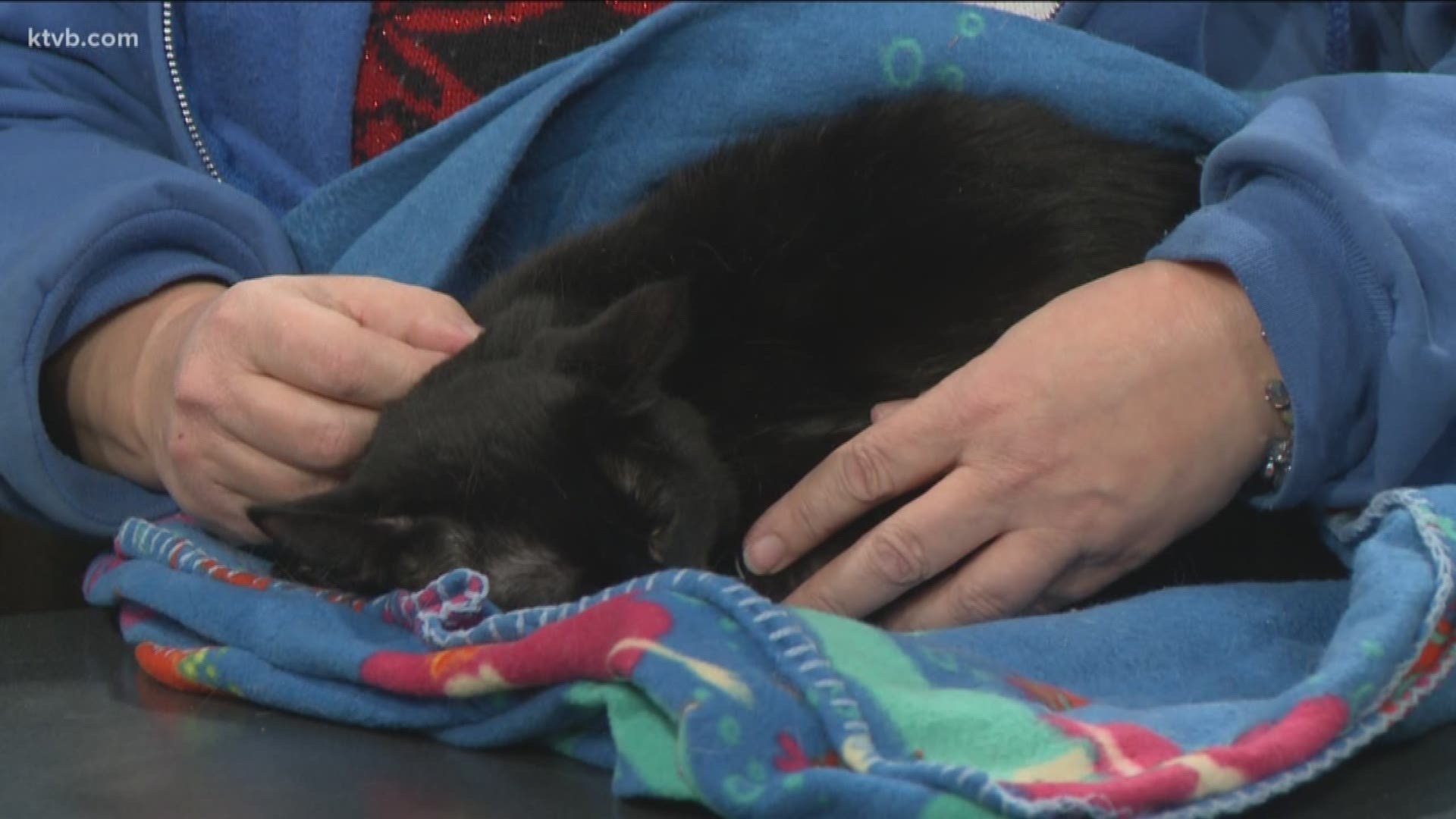The Idaho Humane Society recommends this four-and-a-half-year-old cat lives in a home with no other pets.