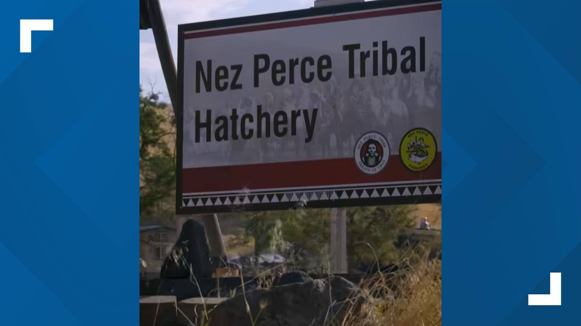 While RFK's visit is new, the Tribe has been working to increase salmon populations through hatchery programs, habitat restoration and advocacy for dam removal.
