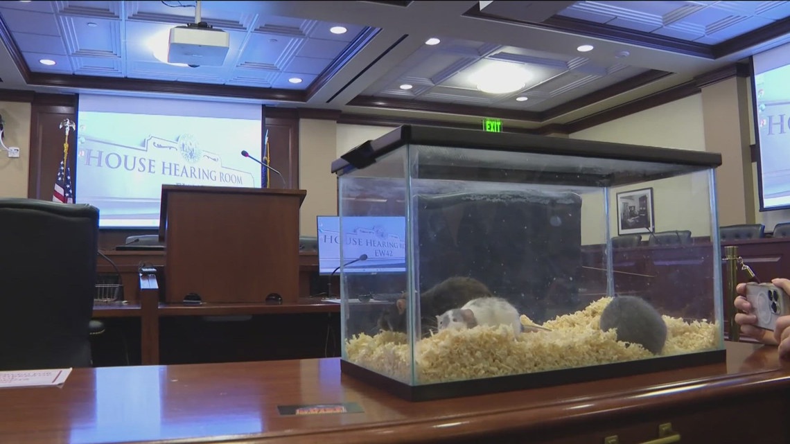 'Wasn't on my legislative bingo card': Idaho lawmakers hear proposal to combat rats