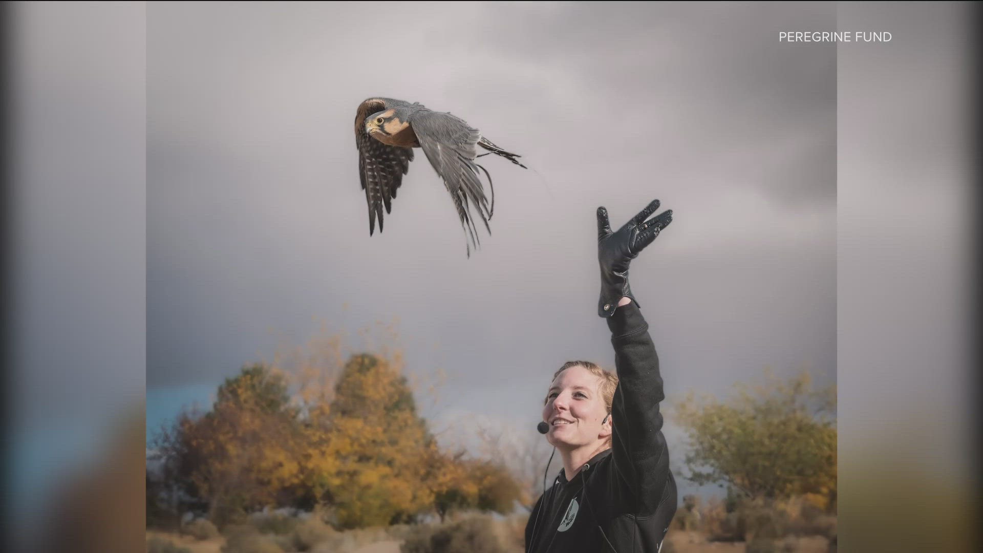 The Peregrine Fund-World Center for Birds of Prey is one of the nonprofits participating in Idaho Gives 2023.