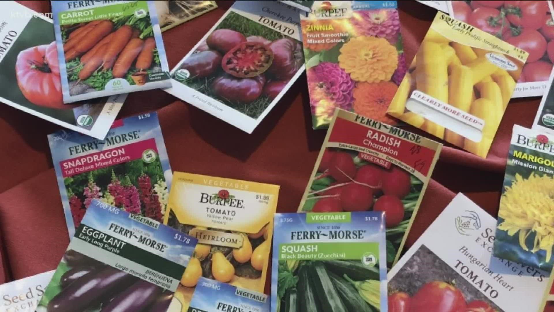 You can find a variety of fresh seeds, bulbs, and container plants at local garden stores, nurseries, and online, but some gardeners save seeds from the last year.