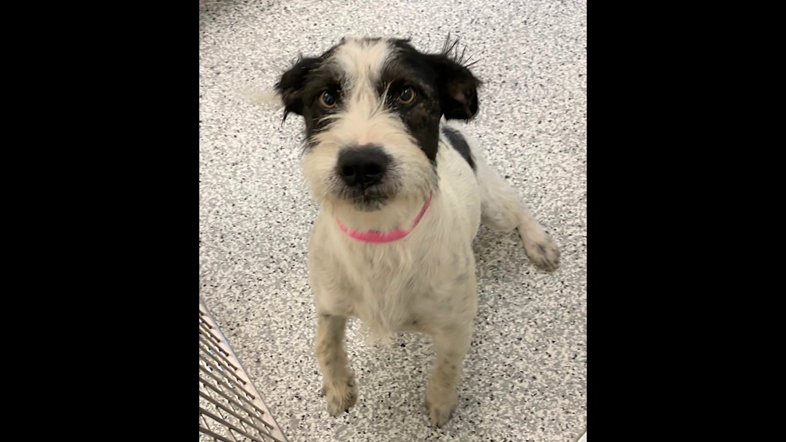 PHOTOS Lots of dogs, puppies in Boise need forever homes