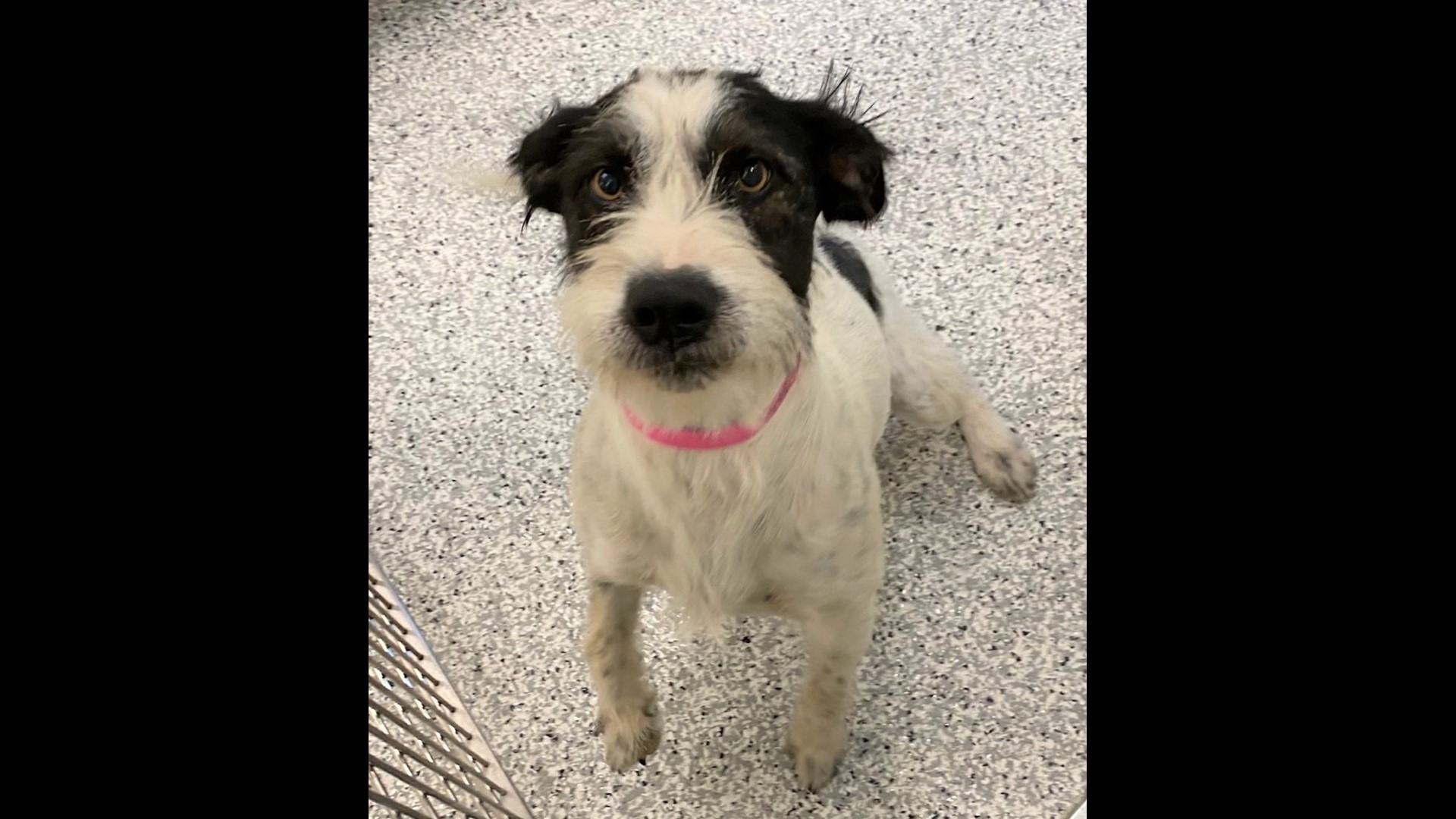 PHOTOS: Lots of dogs puppies in Boise need forever homes ktvb com PHOTOS: Lots of dogs puppies in Boise need forever homes ktvb com