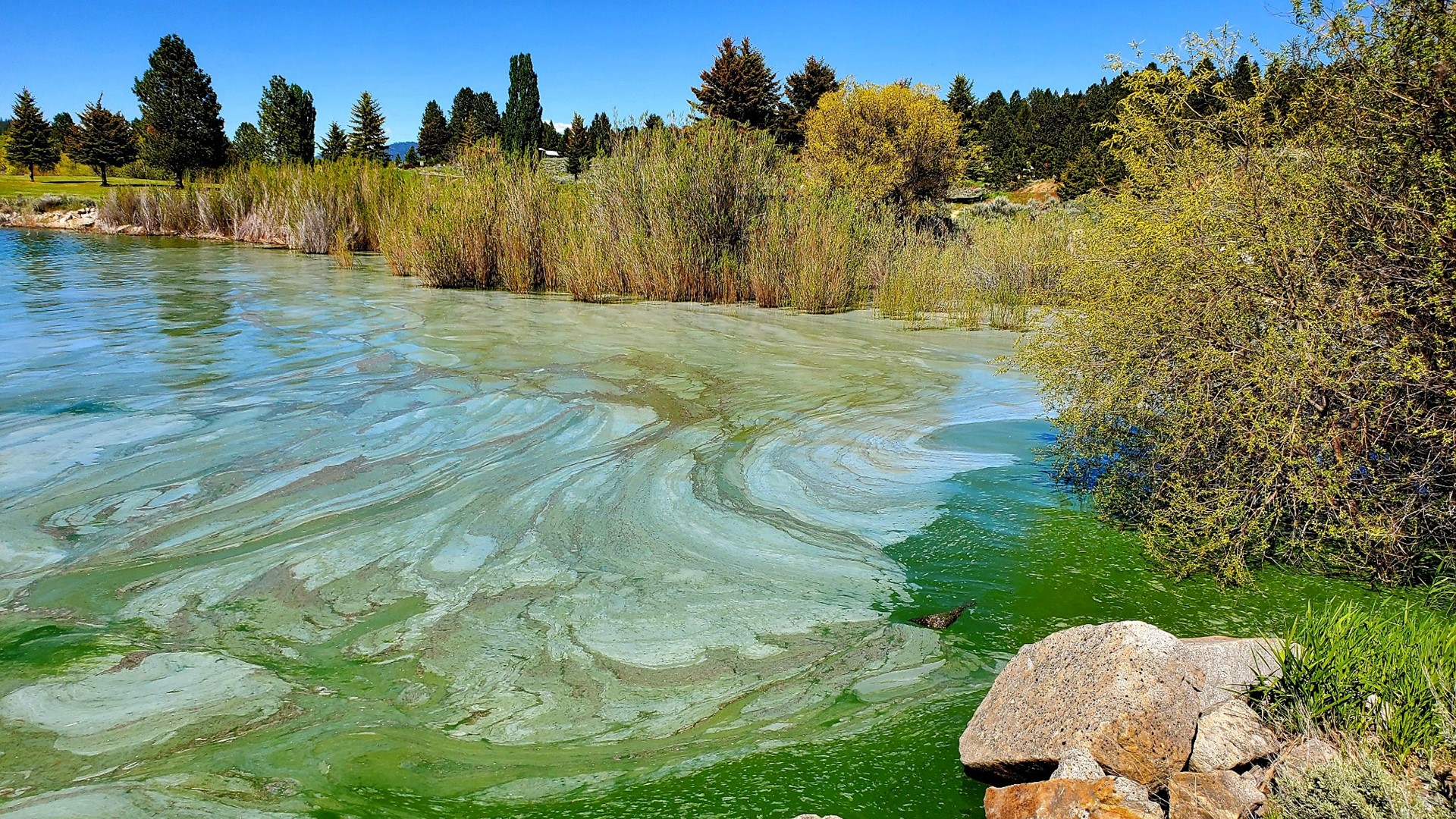 Lake Cascade's recent algae bloom sparks questions