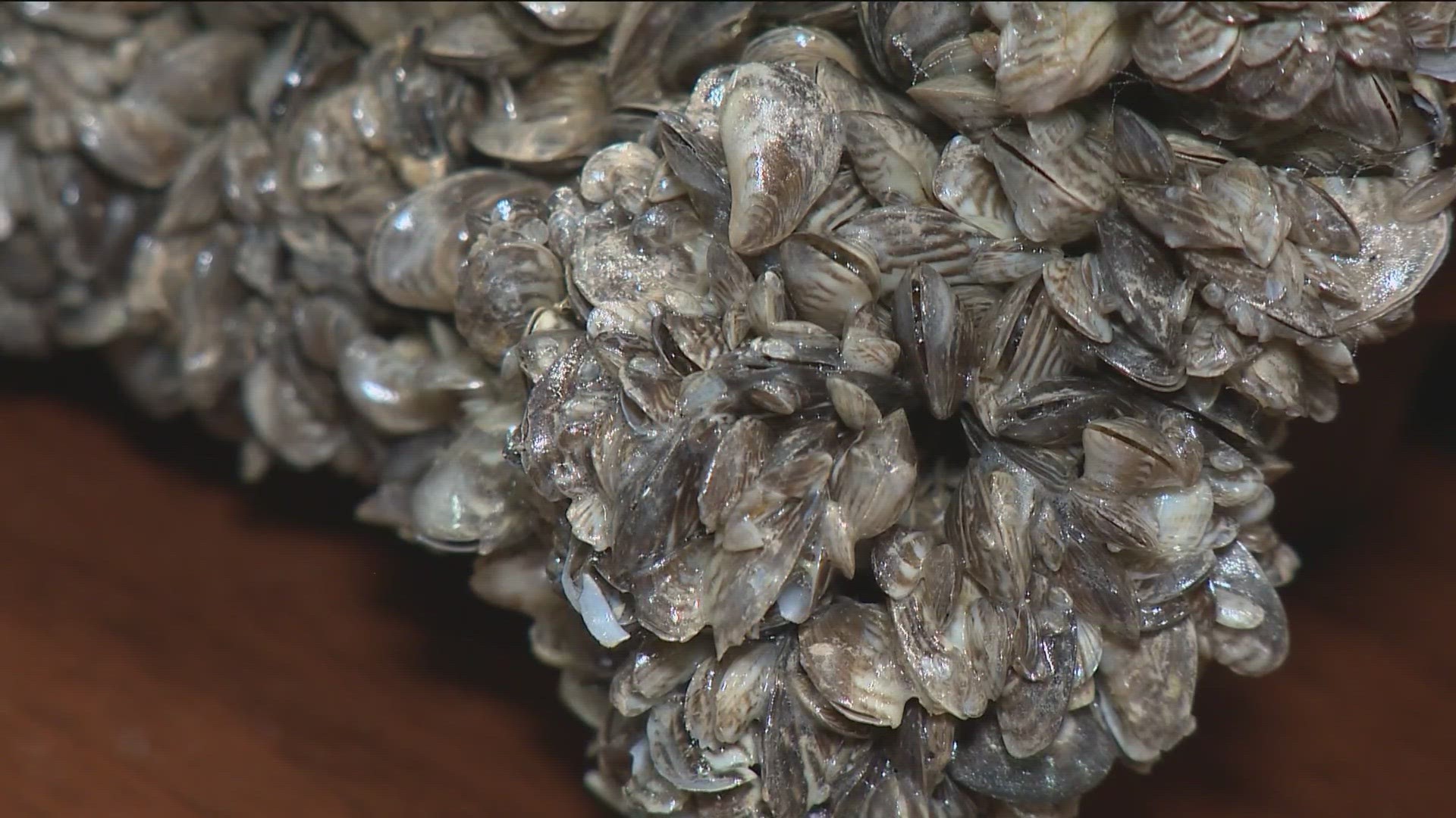 An adult mussel was found near Shoshone Falls and samples suggest there's a population of the mussel larvae in that area.